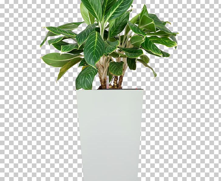 Leaf Ornamental Plant Chinese Evergreen Houseplant Tree PNG, Clipart, Cay, Chinese Evergreen, Dumb Canes, Executive Desk, Family Free PNG Download