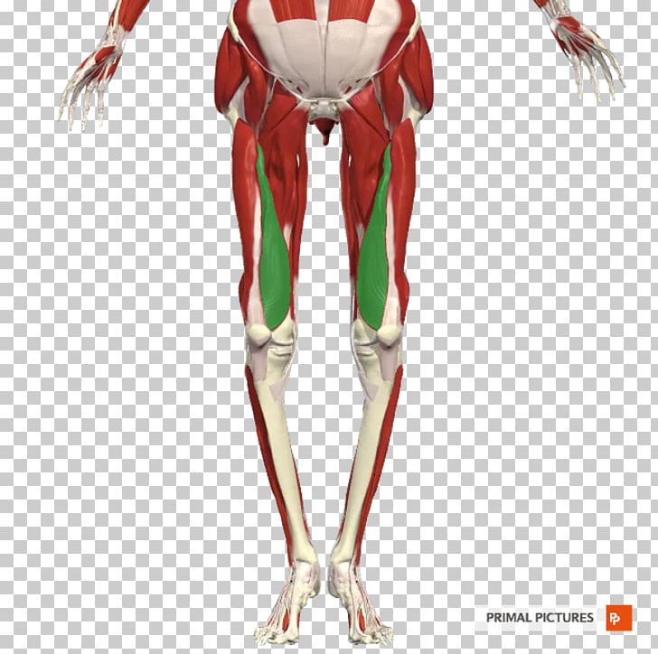 Thigh Human Leg Muscle Arm Human Body PNG, Clipart, Abdomen, Anatomy, Arm, Calf, Costume Design Free PNG Download