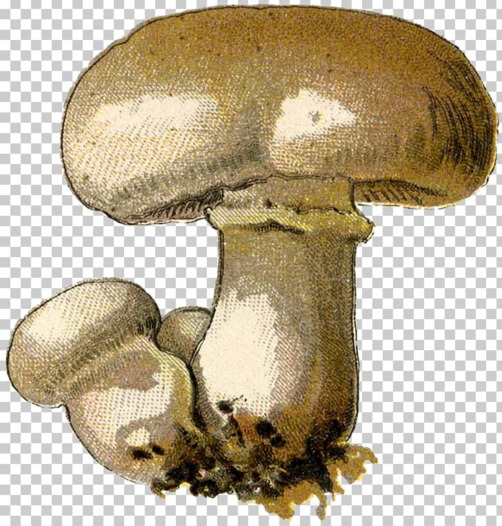 Common Mushroom Pleurotus Eryngii Oyster Mushroom Shiitake PNG, Clipart, Agaricaceae, Agaricomycetes, Agaricus, Bolete, Champignon Mushroom Free PNG Download