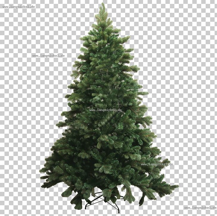 Spruce Abies Bracteata Tree Pine Douglas Fir PNG, Clipart, Abies Bracteata, Artificial Christmas Tree, Balsam Fir, Biome, Christmas Free PNG Download