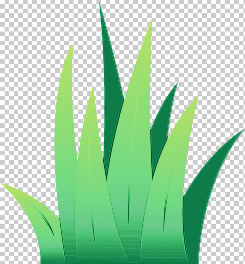 Green Leaf Grass Plant Grass Family PNG, Clipart, Aloe, Flower, Grass, Grass Family, Green Free PNG Download