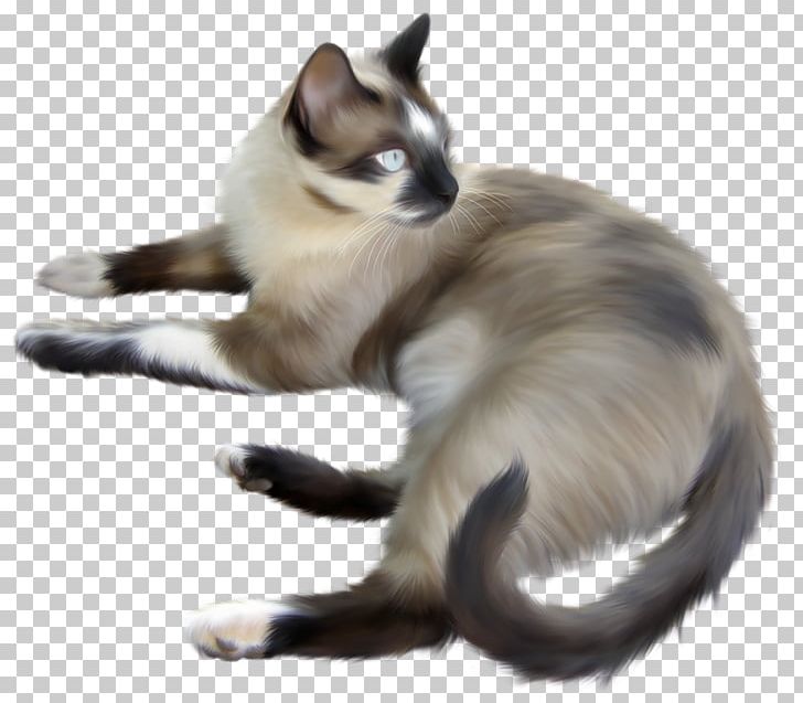 Balinese Cat Ragdoll Siamese Cat Kitten Javanese Cat PNG, Clipart, Animal, Animals, Balinese, Bracelet, Carnivoran Free PNG Download