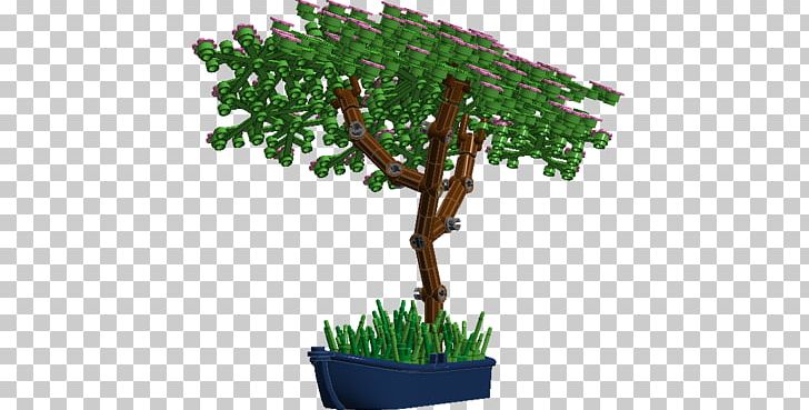 Weeping Fig Ficus Microcarpa Houseplant Ficus Retusa PNG, Clipart, Bonsai, Cherry Tree, Comment, Common Fig, Cutting Free PNG Download