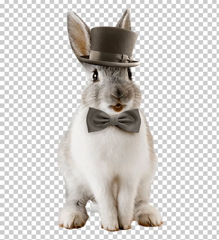 Domestic Rabbit Whiskers Hare PNG, Clipart, Animal, Animals, Barre, Blog, Bonne Free PNG Download
