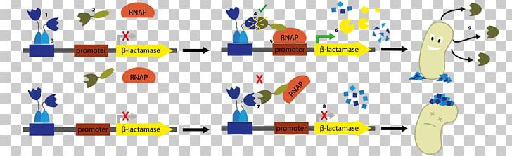 Two-hybrid Screening DNA-binding Protein Bacteria RNA Polymerase PNG, Clipart, Antibody, Diagram, Directed Evolution, Dnabinding Protein, Fusion Protein Free PNG Download
