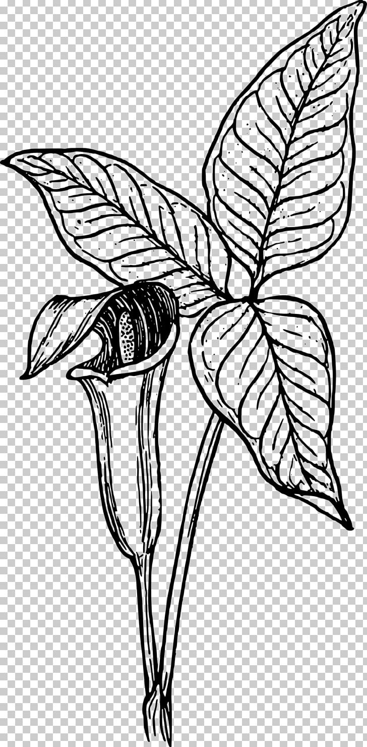 Botany PNG, Clipart, Botany, Branch, Color, Fictional Character, Flower Free PNG Download