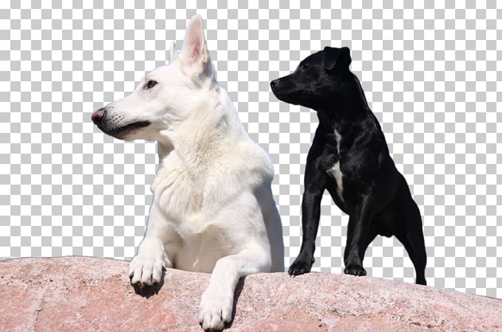 Dog Breed Canaan Dog White Shepherd German Shepherd Rare Breed (dog) PNG, Clipart, Animal, Black Dog, Boxer, Breed Group Dog, Canaan Dog Free PNG Download