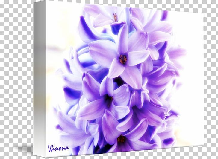 Hyacinth Floral Design Cut Flowers Petal PNG, Clipart, Common Lilac, Cut Flowers, Floral Design, Flower, Flowering Plant Free PNG Download