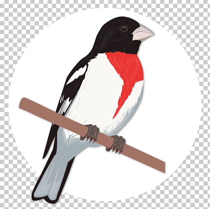 Bird Finch Rose-breasted Grosbeak PNG, Clipart, Animals, Beak, Bird, Bird Watcher, Birdwatching Free PNG Download