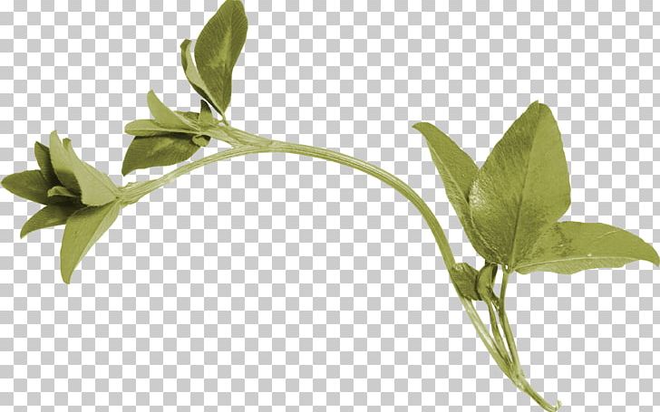Illustration Leaf Graphics Portable Network Graphics Photograph PNG, Clipart, Animal, Branch, Clover, Flower, Grass Free PNG Download
