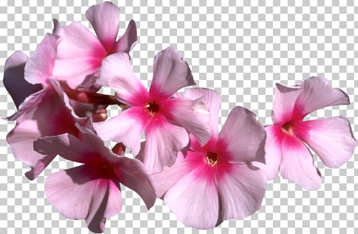 Kosmetikstudio Anja PNG, Clipart, Flower, Flowering Plant, Internet, Magenta, Others Free PNG Download