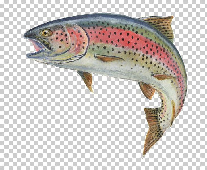 Rainbow Trout Fly Fishing PNG, Clipart, Bony Fish, Brown Trout, Coastal Cutthroat Trout, Cutthroat Trout, Fauna Free PNG Download