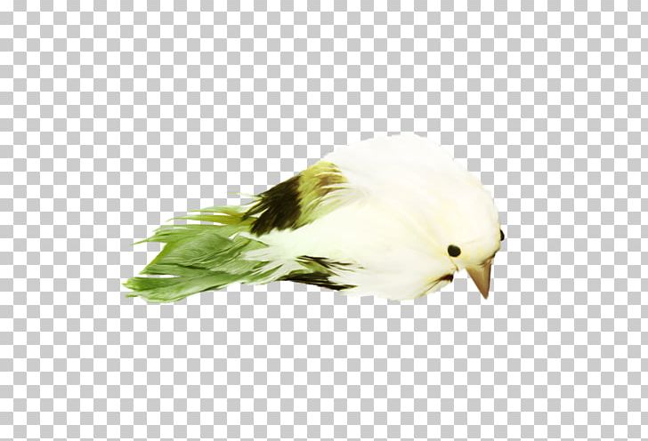 Beak Bird Drawing PNG, Clipart, Animals, Art, Beak, Bird, Bird Flight Free PNG Download