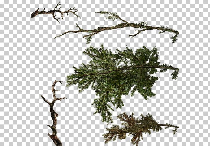 Branch Tree Twig PNG, Clipart, Branch, Computer Icons, Conifer, Conifers, Evergreen Free PNG Download