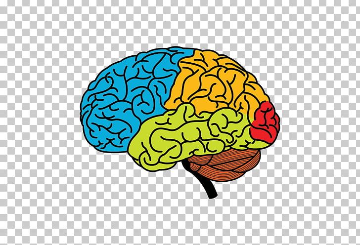Human Brain Cerebral Hemisphere Drawing PNG, Clipart, Brain, Brain Vector, Cerebral Hemisphere, Cerebrum, Drawing Free PNG Download