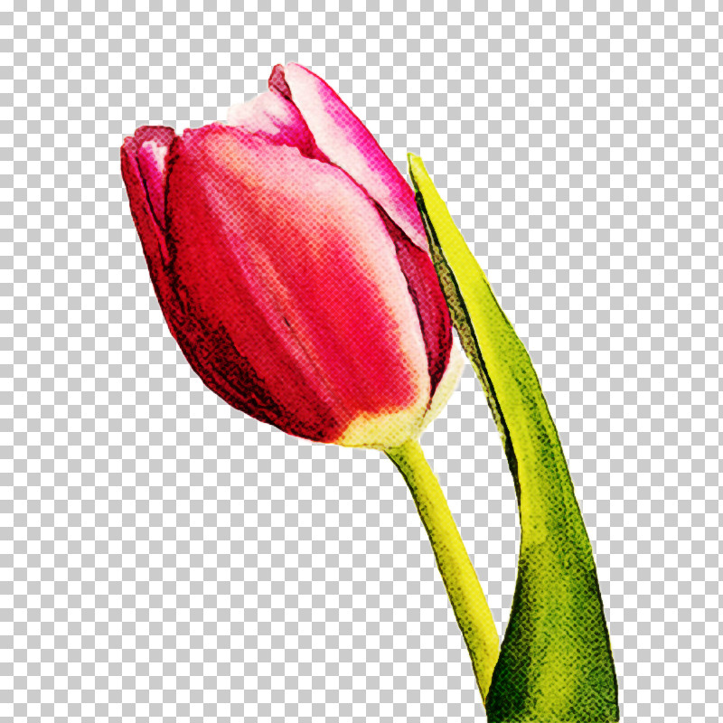 Plant Stem Cut Flowers Tulip Petal Flower PNG, Clipart, Biology, Closeup, Cut Flowers, Flower, Magenta Telekom Free PNG Download