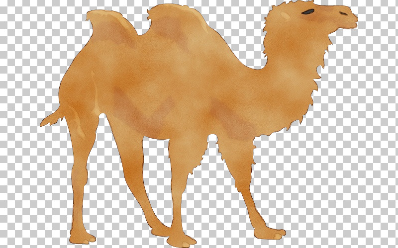 Dromedary Even-toed Ungulates Desert Camel Animal Figurine PNG, Clipart, Animal Figurine, Camel, Camels, Desert, Dromedary Free PNG Download