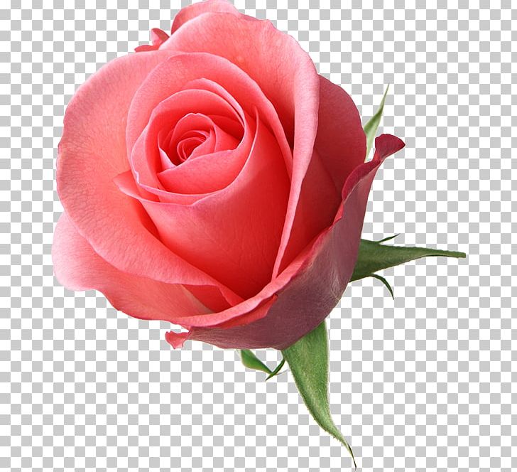 Valentine's Day Wish Eleinda: Una Leggenda Dal Futuro Gift Rose PNG, Clipart,  Free PNG Download