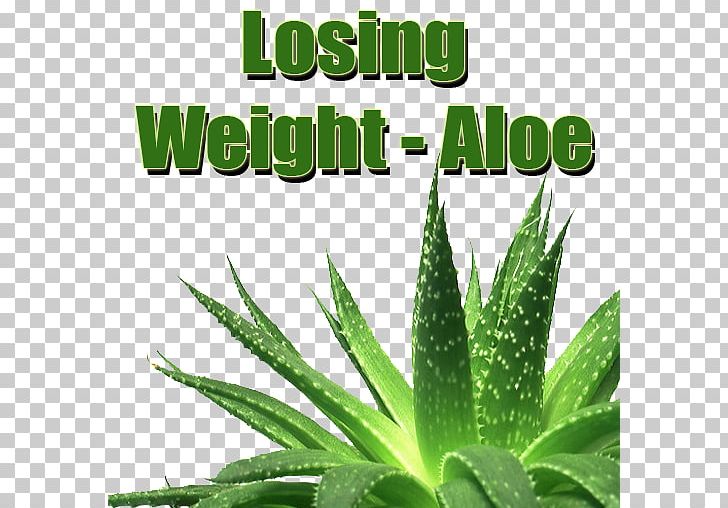 Aloe Vera PNG, Clipart, Aloe, Aloe Vera, Aloe Vera Leaf, Aloe Vera The Miracle Plant, Dividers Free PNG Download