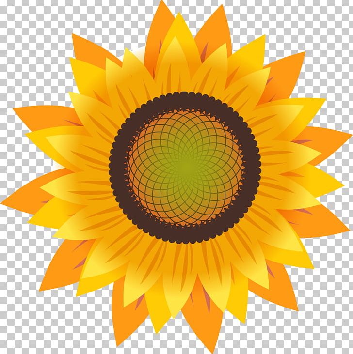 Common Sunflower Drawing Sunflower Seed PNG, Clipart, Animation, Closeup, Crop Yield, Daisy Family, Data Free PNG Download