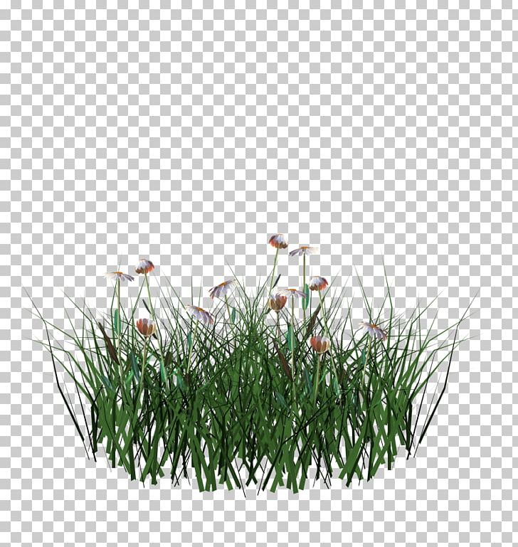 Grasses Flowerpot Herb Family PNG, Clipart, Family, Flowerpot, Grass, Grasses, Grass Family Free PNG Download