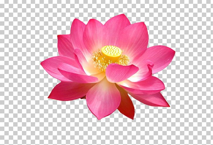 Nelumbo Nucifera Flower Lotus Seed Plant Water Lily PNG, Clipart, Aquatic Plant, Blossom, Closeup, Computer Wallpaper, Cut Flowers Free PNG Download