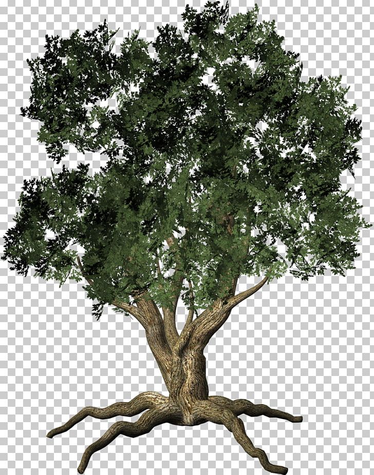 Tree Root Trunk PNG, Clipart, Branch, Diagram, Love Tree, Nature, Oak Free PNG Download