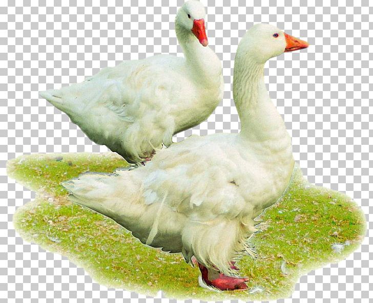 American Pekin Chicken Cattle Poultry Feed PNG, Clipart, Animal Feed, Animals, Bird, Black Hair, Chi Free PNG Download