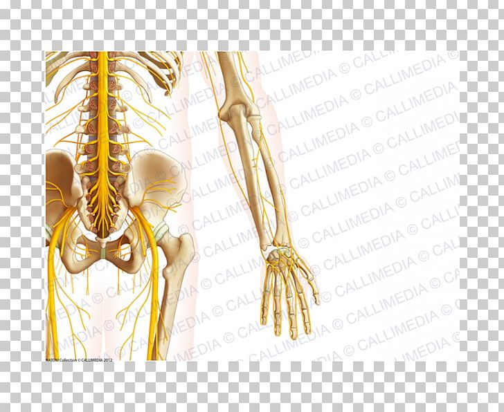 Bone Pelvis Nerve Human Anatomy PNG, Clipart, Abdomen, Anatomy, Arm, Bone, Buttocks Free PNG Download