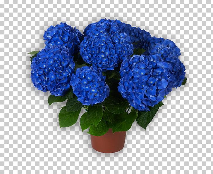 Hydrangea Cut Flowers Flowerpot Annual Plant PNG, Clipart, Annual Plant, Blue, Cobalt Blue, Cornales, Cut Flowers Free PNG Download