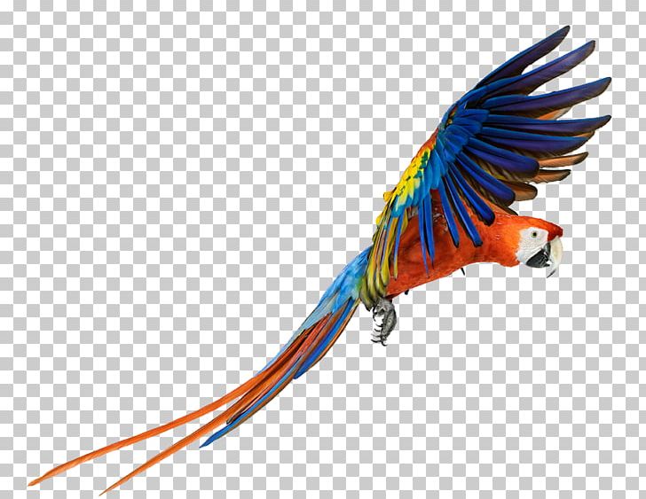 Macaw Bird PNG, Clipart, Animals, Beak, Bird, Common Pet Parakeet, Cute Free PNG Download