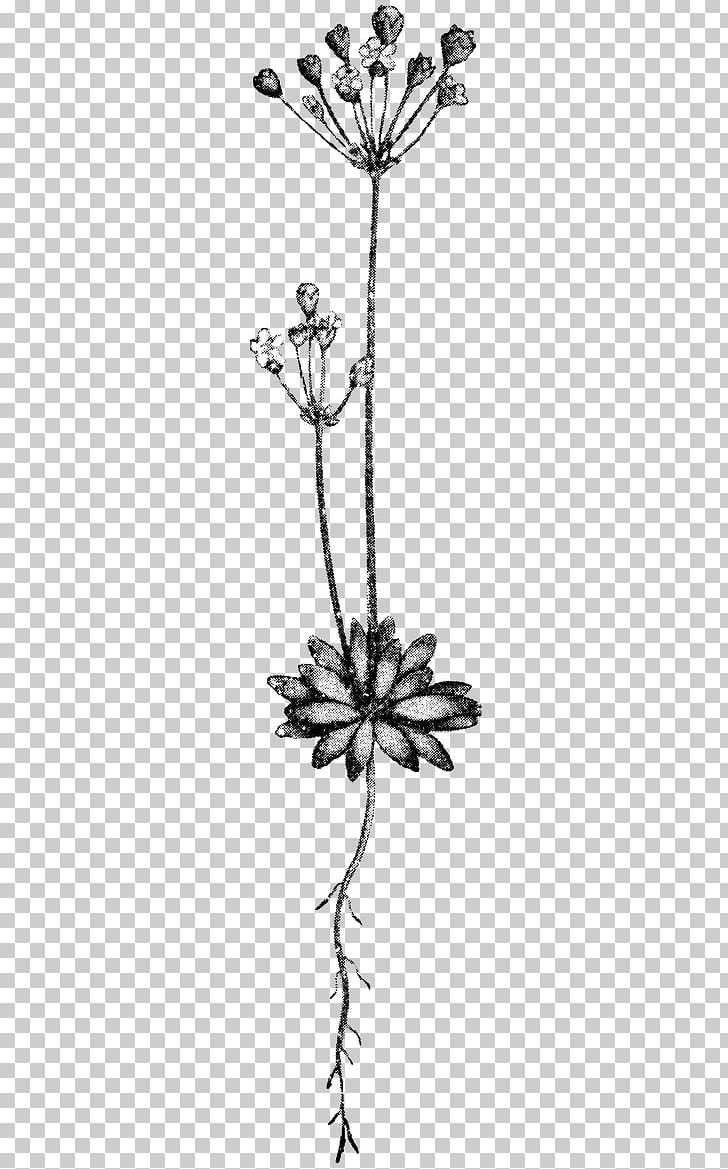 Twig Drawing Plant Stem Leaf /m/02csf PNG, Clipart, Allium, Art, Black And White, Branch, Drawing Free PNG Download