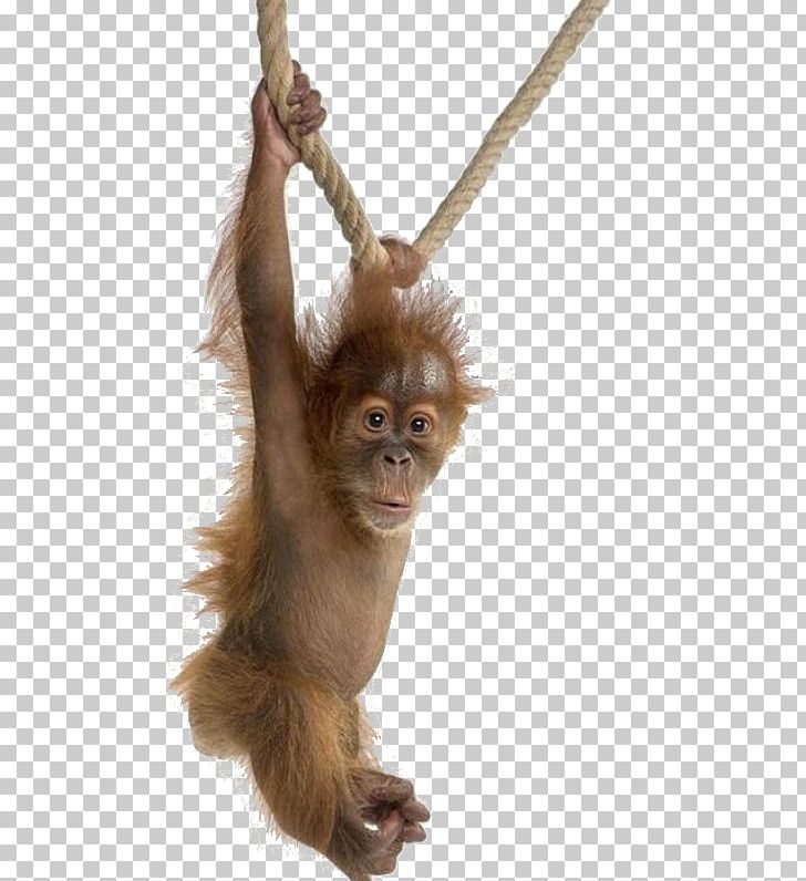 Ape Common Chimpanzee Western Gorilla Bornean Orangutan PNG, Clipart, Animal, Animals, Ape, Bornean Orangutan, Chimpanzee Free PNG Download