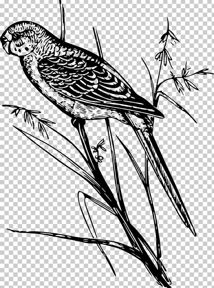 Budgerigar Parrot Bird PNG, Clipart, Animals, Artwork, Beak, Bird, Black And White Free PNG Download