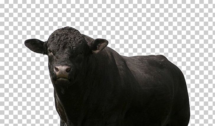 Bull Charolais Cattle Simmental Cattle Ox Red Bluff PNG, Clipart, 2018, Animal, Bull, Cattle, Cattle Like Mammal Free PNG Download