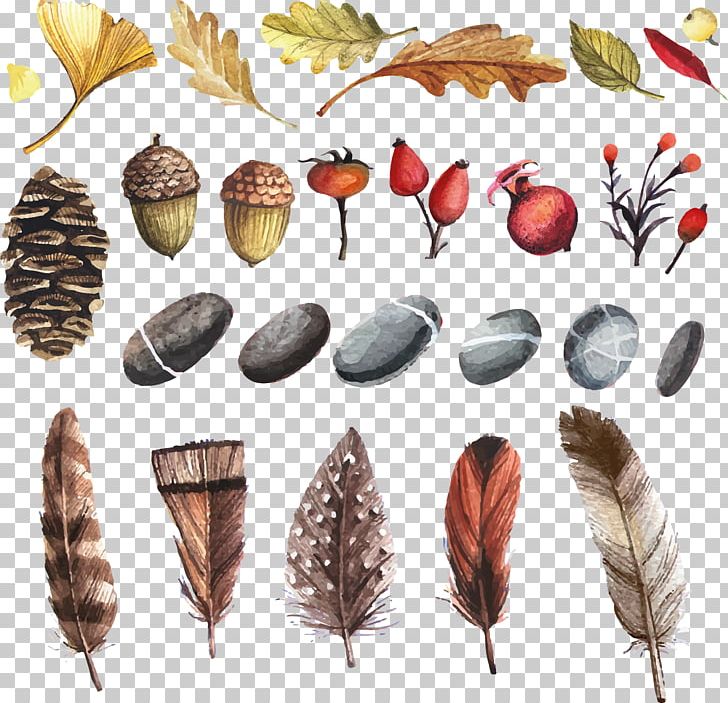 Watercolor Painting Flower PNG, Clipart, Acorn, Art, Autumn, Clip Art, Commodity Free PNG Download