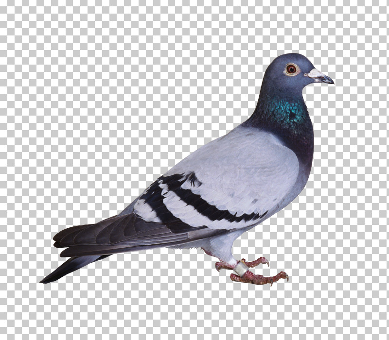 Bird Rock Dove Stock Dove Pigeons And Doves Beak PNG, Clipart, Beak, Bird, Leg, Pigeons And Doves, Rock Dove Free PNG Download