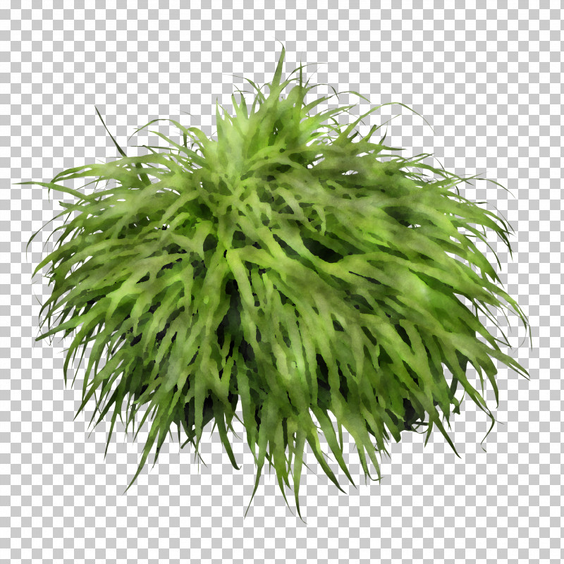 Grasses PNG, Clipart, Grasses Free PNG Download