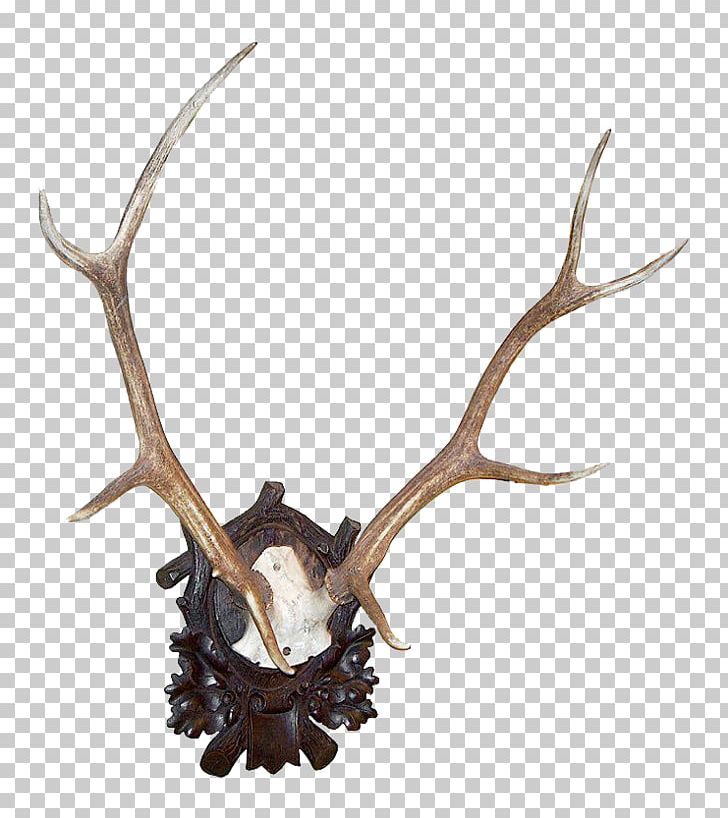 Antler Roe Deer Elk White-tailed Deer PNG, Clipart, Animals, Antler, Commemorative Plaque, Deer, Deer Hunting Free PNG Download