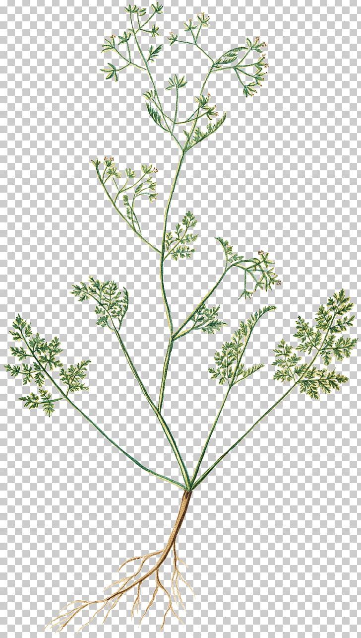 Cow Parsley Chervil Flower Cicely Herb PNG, Clipart, Anthriscus, Apiaceae, Branch, Caraway, Chervil Free PNG Download