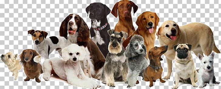 Dog Daycare Dog Grooming Cat Pet Sitting PNG, Clipart, Animal Figure, Animals, Breed, Carnivoran, Cat Free PNG Download