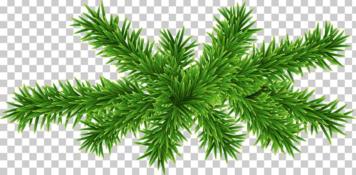 Green Concise Plant PNG, Clipart, Atmosphere, Blue, Branch, Christmas Grass, Christmas Ornament Free PNG Download