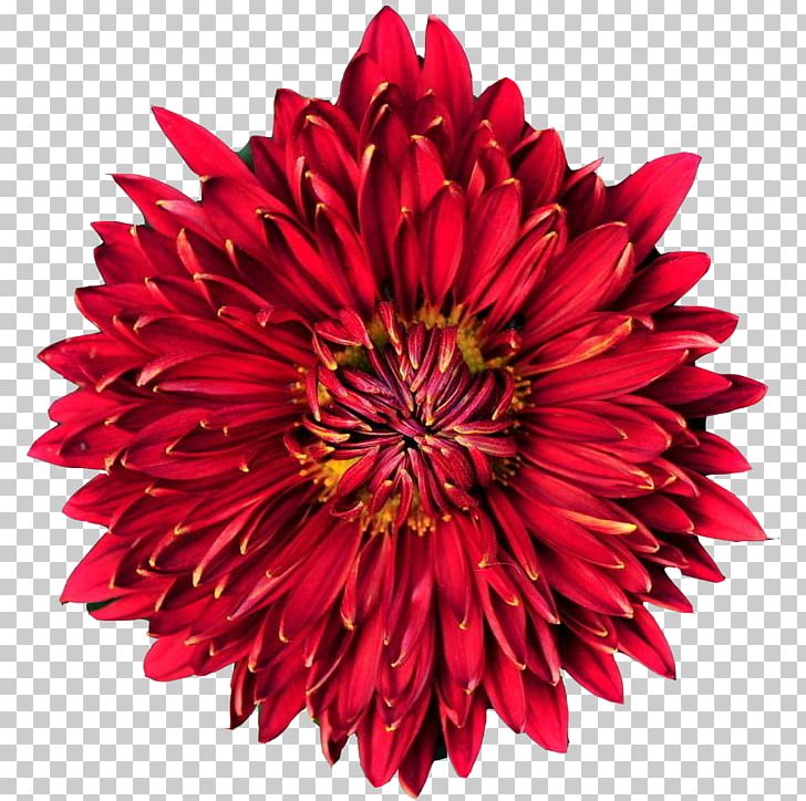 Puddini At The Deli Chrysanthemum Illustration PNG, Clipart, Brochure, Chrysanths, Cut Flowers, Dahlia, Daisy Family Free PNG Download