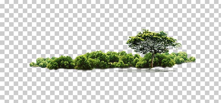 Tree Jungle PNG, Clipart, Autumn Tree, Brand, Christmas Tree, Environment, Environmental Free PNG Download