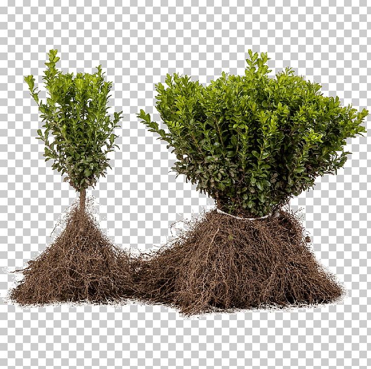 Tree Shrub Evergreen Flowerpot Herb PNG, Clipart, Boxwood, Evergreen, Flowerpot, Grass, Herb Free PNG Download