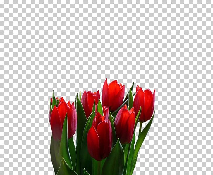 Tulip Floristry Cut Flowers Petal PNG, Clipart, Bud, Cut Flowers, Floristry, Flower, Flowering Plant Free PNG Download