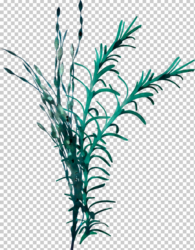 Plant Leaf Grass Grass Family Plant Stem PNG, Clipart, Branch, Flower, Grass, Grass Family, Leaf Free PNG Download