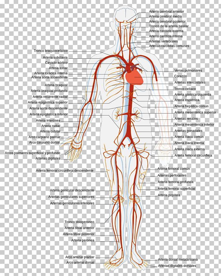 Circulatory System Vein Artery Systemic Venous System Human Body PNG, Clipart, Abdomen, Arm, Artery, Back, Blood Vessel Free PNG Download