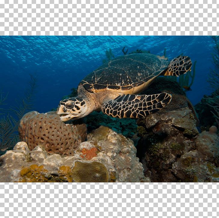Loggerhead Sea Turtle Hawksbill Sea Turtle Coral Reef Box Turtle PNG, Clipart, Animal, Animals, Box Turtle, Canvas Print, Coral Free PNG Download