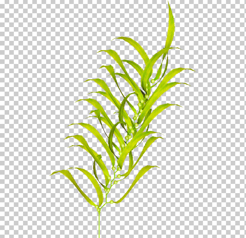 Plant Flower Leaf Terrestrial Plant Grass Family PNG, Clipart, Flower, Grass, Grass Family, Leaf, Plant Free PNG Download